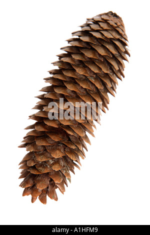 Cono del pino Foto Stock