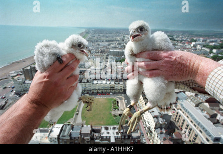 Falco pellegrino pulcini Falco peregrinus essendo mantenuto al di sopra di un paesaggio urbano. Foto Stock