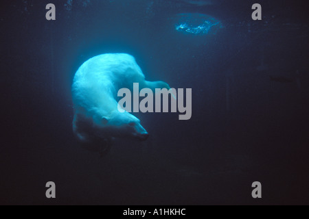 Orso polare Ursus maritimus subacquea lo Zoo di ancoraggio Anchorage in Alaska Foto Stock