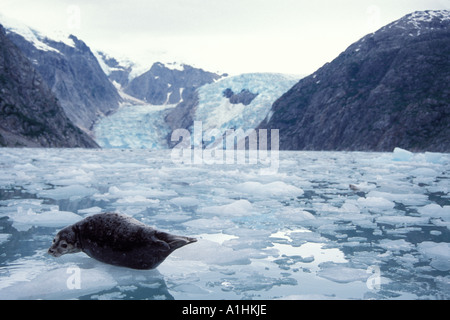 Pacific Harbour guarnizione Phoca vitulina richardsi Linnaeus su ghiaccio Northwestern Fjord il parco nazionale di Kenai Fjords Alaska Foto Stock