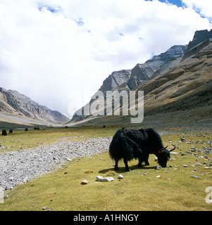 Parete Ovest del Monte Kailash con Yak Tibet occidentale Asia Foto Stock