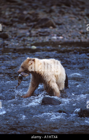 Spirito orso kermode black bear Ursus americanus seminare con cub per la pesca del salmone central British Columbia coast in Canada Foto Stock