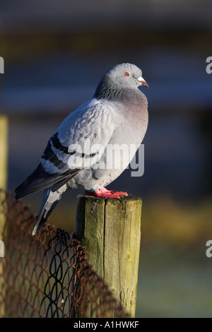 Feral pigeon Columba livia Foto Stock