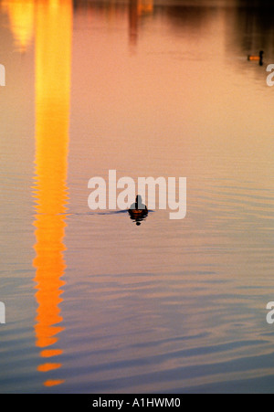 Washington DC. Piscina riflettente, di fronte al Lincoln Memorial. Riflessioni del Washington Memorial e del Capitol Dome USA un'anatra in acqua. Foto Stock