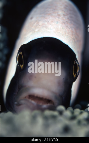 Panda anemonefish ritratto Foto Stock