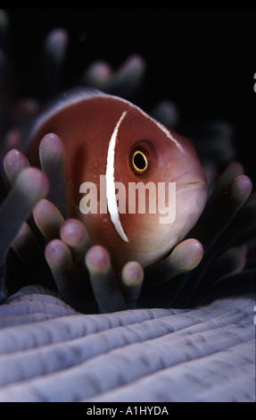 Un Anemonefish Rosa nel suo host anemone Foto Stock