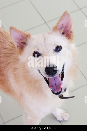 Doggy Foto Stock