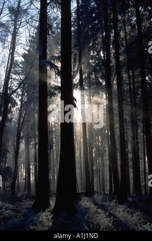 Raggi di sole splendenti attraverso una oscura foresta di conifere nelle prime ore del mattino con la brina sulla terra Foto Stock