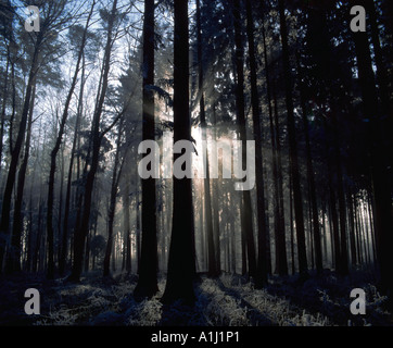 Raggi di sole splendenti attraverso una oscura foresta di conifere nelle prime ore del mattino con la brina sulla terra Foto Stock