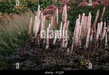 Cimicifuga simplex atropurpurea Brunette in border Calamagrostis brachytricha Eupatorium atropurpureum cimicifugas Foto Stock