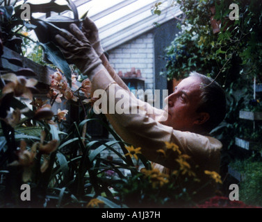 Essendo c Anno 1980 Direttore Hal Ashby Peter Sellers Foto Stock