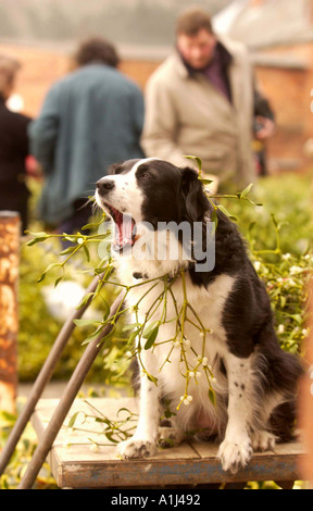 Natale agrifoglio e vischio sono messe all'ASTA A BRIGHTWELLS IN Tenbury Wells Regno Unito Foto Stock