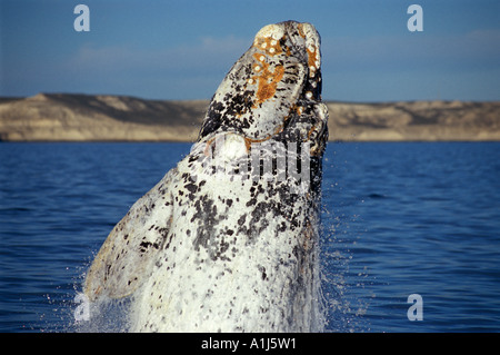 Diritto di balene del sud nella Penisola Valdes (Eubalaena australis), provincia del Chubut, Patagonia, Argentina Foto Stock