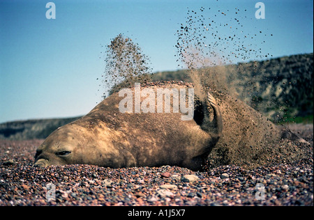 Elefante marino del sud (Mirounga leonina) Punta Delgada, Penisola Valdes, Argentina Foto Stock