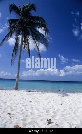 Cuba. Palmtree sulla sabbia bianca della costa di Cuba Foto Stock