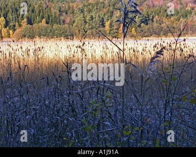 Suggestivi modelli di sole e ombra sui pettini a bordo del lago svedese in autunno sunshine Foto Stock