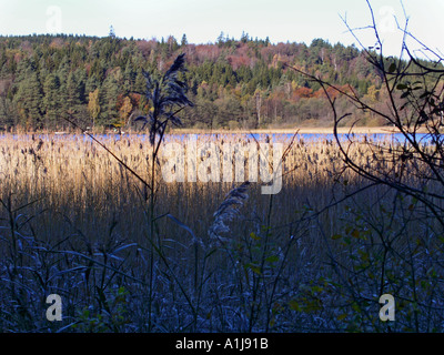 Suggestivi modelli di sole e ombra sui pettini a bordo del lago svedese in autunno sunshine Foto Stock