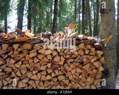 Pila di registro impilati tra due alberi di pino e sormontato da uno strato di corteccia per la protezione Foto Stock