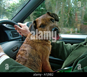 Confine di piccole dimensioni x terrier seduto sul giro proprietari durante la guida in modo da vedere fuori Foto Stock