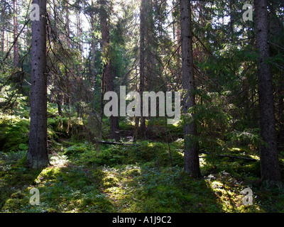 La Svezia estate 2003 nel profondo della foresta Foto Stock