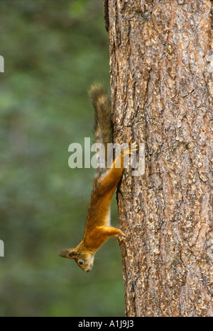 Squirrel Red European Sciurus vulgaris Climbing tree trunk Foto Stock