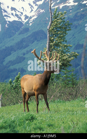 Elk o Wapiti Cervus canadensis Alaska Foto Stock
