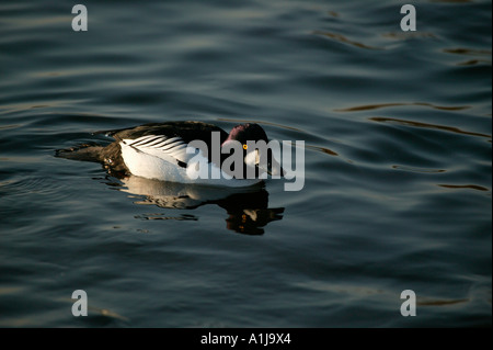 Maschio, Golden Eye, Bucephala clangula, Duddingston Loch, Edimburgo, Scozia, Foto Stock