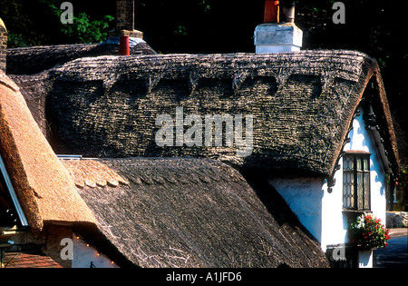 Con il tetto di paglia case imbiancate a calce Shanklin Isola di Wight in Inghilterra Foto Stock