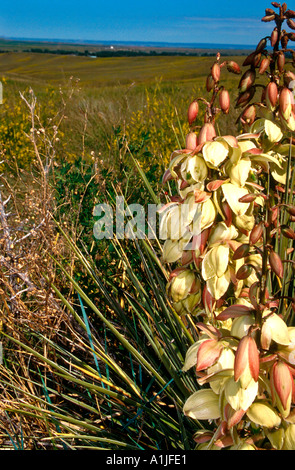 Colline erbose al Little Bighorn Battlefield vicino Crow Agency Montana USA Foto Stock