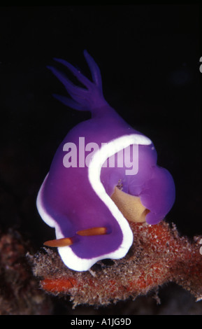 Un incredibile viola nudibranch deposizione delle uova Foto Stock