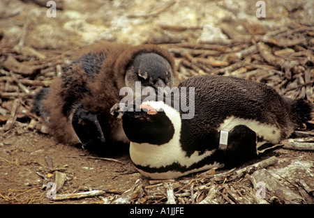Massi in Sud Africa Ottobre la madre e il bambino africano Speniscus Penguin denersus precedentemente noto come i pinguini Jackass Foto Stock
