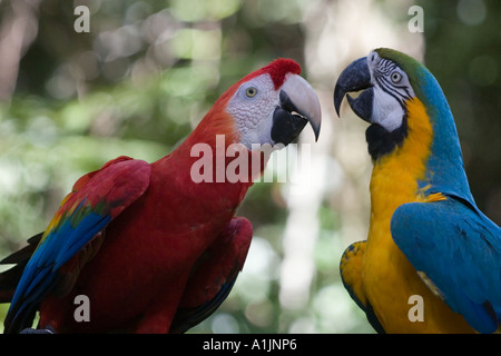 Coppia di pappagalli appollaiate sul ramo di albero (Scarlet Macaw & Blu e Oro Macaw) Foto Stock