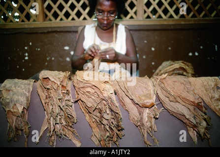 L'Avana Cuba donna la cernita e la calibratura delle foglie di tabacco a Real Fabrica de Tabacos Partagas Partagas fabbrica di sigari Foto Stock