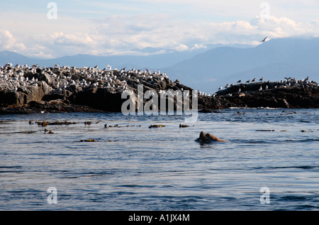 'Sealion' nuoto all' gara rocks' Foto Stock