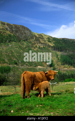 Highland mucca che alimenta la sua giovane in Glen Nevis, altopiani, Scozia Foto Stock