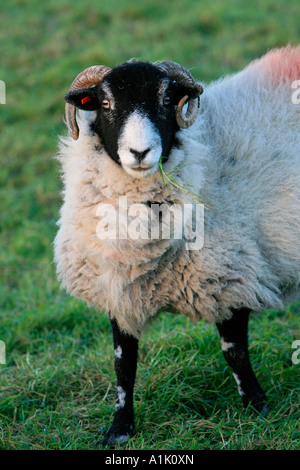 Una pecora sulla brughiera sopra Haworth Foto Stock