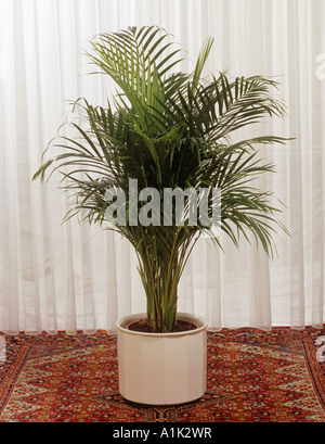 Noci di arec-Palm / Dypsis lutescens Foto Stock