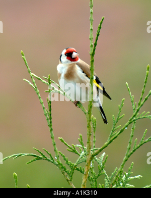 Cardellino maschio a cantare in abete in un giardino di Cheshire Alsager England Regno Unito Regno Unito Foto Stock