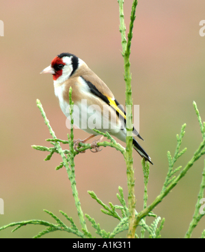 Cardellino maschio a cantare in abete in un giardino di Cheshire Alsager England Regno Unito Regno Unito Foto Stock
