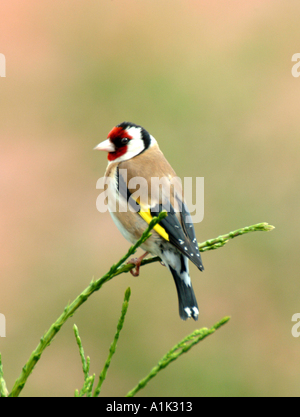 Cardellino maschio a cantare in abete in un giardino di Cheshire Alsager England Regno Unito Regno Unito Foto Stock