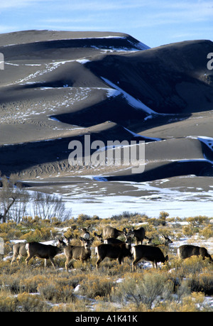 Una mandria di Mule Deer pascolare presso la Grande dune sabbiose del Parco Nazionale e di preservare in Colorado USA Foto Stock