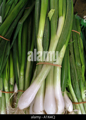 Welsh onion / Allium fistulosum Foto Stock