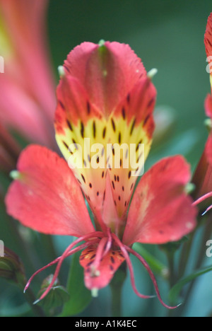 Piccoli fiori colorati con fogliame verde sullo sfondo Foto Stock