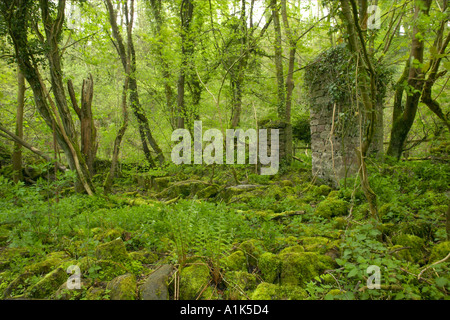 Resti del vecchio mulino sulle rive o sul fiume Wyre Brocks Valley Park Foto Stock