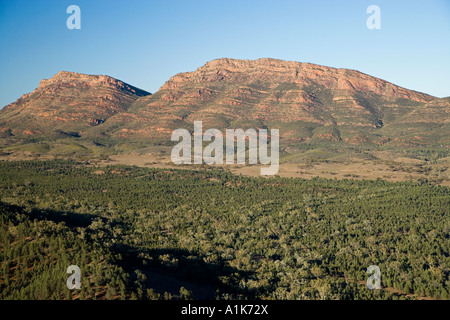 Nativo della foresta di pini e di Wilpena Pound Flinders Ranges Australia del Sud Australia antenna Foto Stock