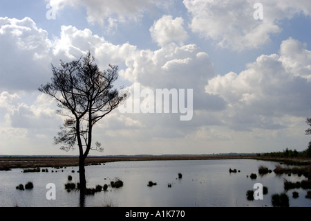 Goldenstedter Moor Niedersachsen BASSA SASSONIA Foto Stock