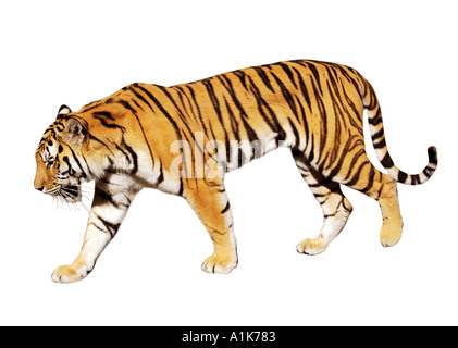 Tigre Siberiana tigre di Amur Foto Stock