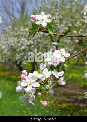 Michigan meleto con fiori in piena fioritura Foto Stock