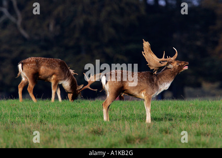 Bicchieratura daini durante il rut - maschio daini (Cervus dama) (Dama Dama) Foto Stock