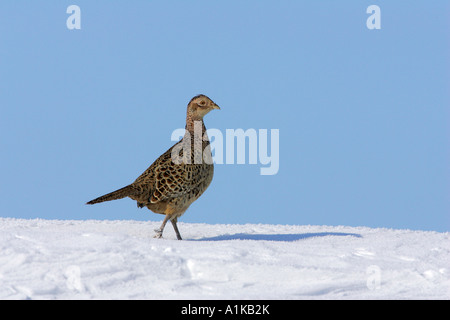 Femmina di fagiano comune nella neve - pheasant-hen (Phasianus colchicus) Foto Stock